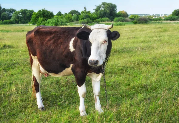 Krávy pasoucí se na farmě. — Stock fotografie