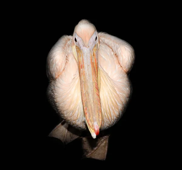 Großer rosa Pelikan isoliert auf schwarzem Hintergrund — Stockfoto