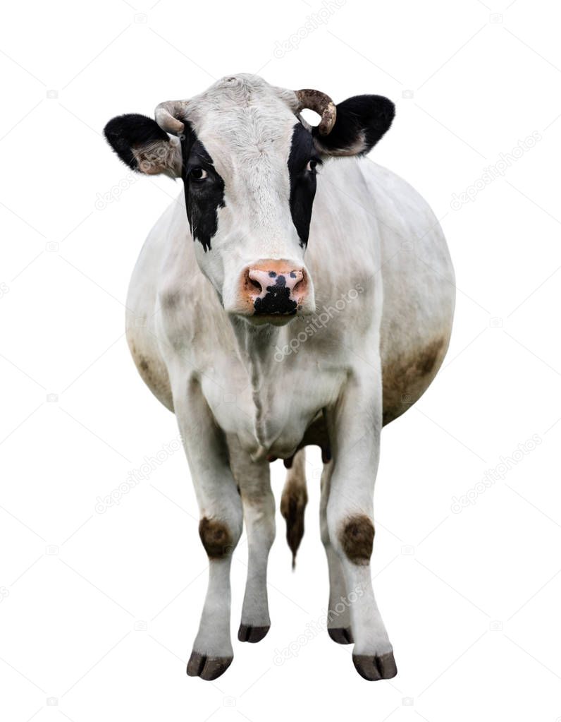 Spotted black and white cow full length isolated on white. Cow close up. Farm animals