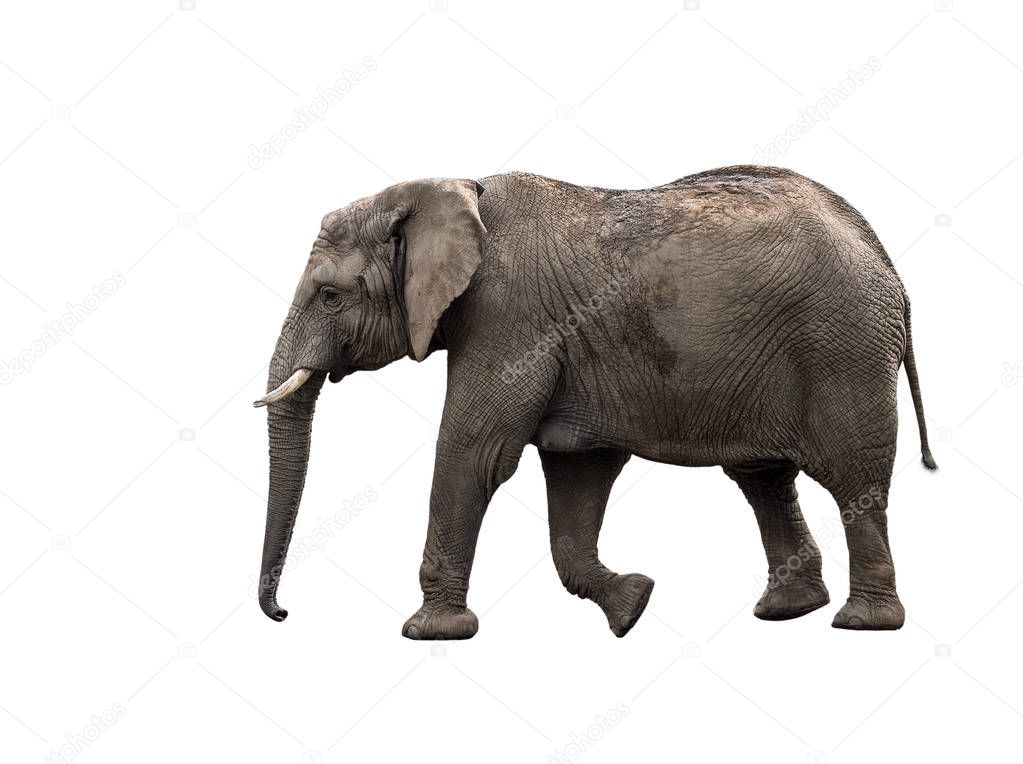Big grey walking elephant isolated on white background.