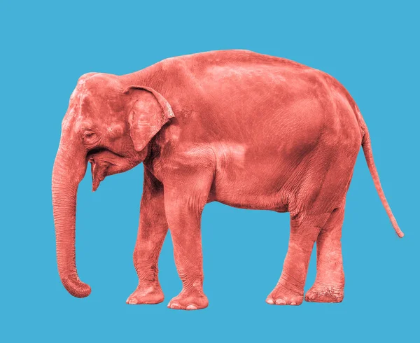 Pink or coral Elephant isolated full length — Stock Photo, Image