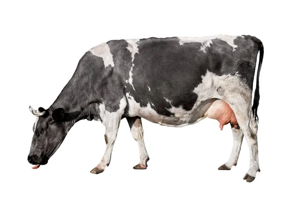 Vaca de longitud completa aislada sobre fondo blanco. Vaca manchada en blanco y negro de pie frente al fondo blanco. Animales de granja — Foto de Stock