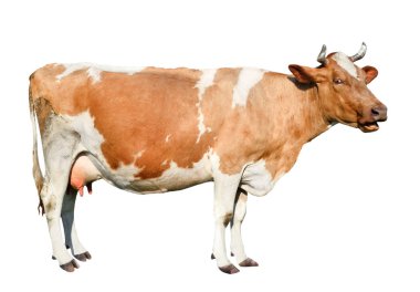 ?ow tam beyaz arka plan üzerinde izole uzunluğu.