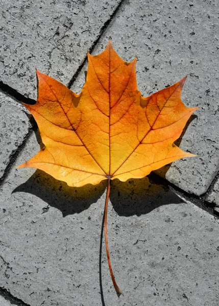 Foglia d'acero giallo e arancio dorato su asfalto. Autunno sfondo — Foto Stock