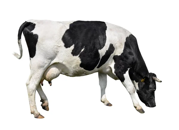 Vache noire et blanche tachetée pleine longueur isolée sur blanc . — Photo