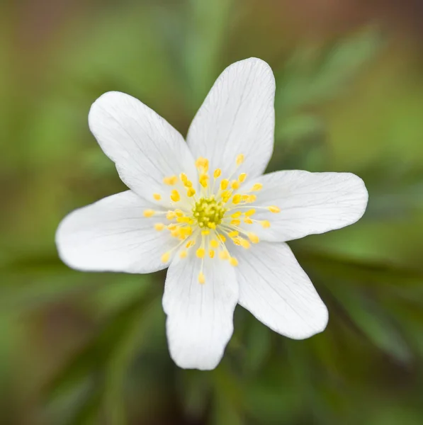 Anemone nemorosa es una planta con flores originaria de Europa. . —  Fotos de Stock