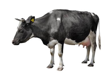 Siyah beyaz üzerine izole edilmiş. Komik benekli tam uzunlukta.