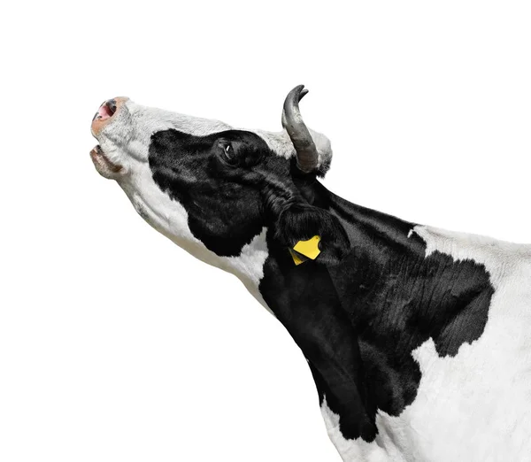 Retrato de vaca perto isolado em branco. Engraçado bonito preto e branco manchado cabeça de vaca isolada no branco. Animais de exploração — Fotografia de Stock