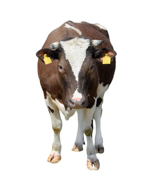 Коричневі корови ізольовані по білому. Смішні плямиста корова повна довжина. — стокове фото