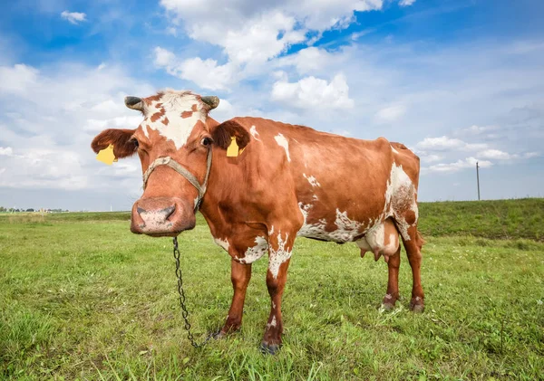 牛在明亮的绿色田野的背景上放牧。奶牛场上的有趣奶牛。年轻的红色和白色斑点小牛盯着相机。好奇，有趣的牛和自然背景 — 图库照片