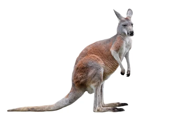 Kangourou mâle isolé sur fond blanc. Gros kangourou pleine longueur . — Photo
