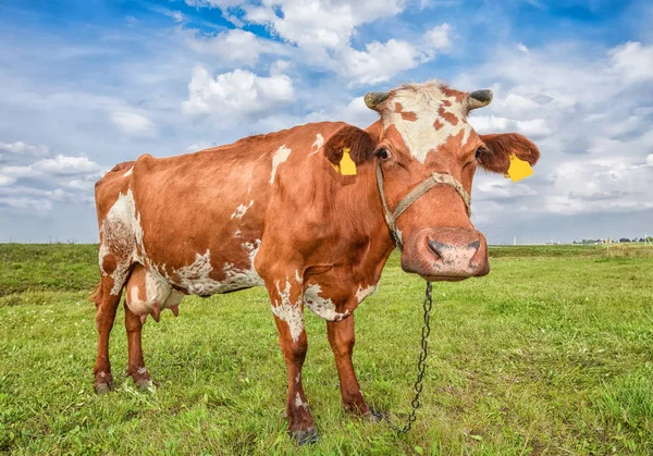 Vache broutant sur le fond d'un champ vert vif. Drôle de vache à la ferme de vache. Jeune veau tacheté rouge et blanc regardant la caméra. Curieux, amusant vache et fond naturel — Photo