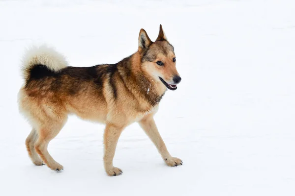 Funny fluffy dog standing on white snow. — Stock Photo, Image