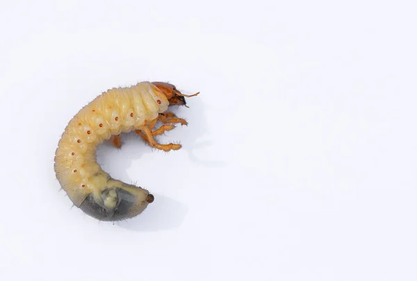 Larva de escarabajo aislada sobre fondo blanco — Foto de Stock