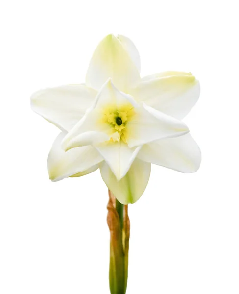 Narciso blanco (Narcissus poeticus) aislado sobre fondo blanco —  Fotos de Stock