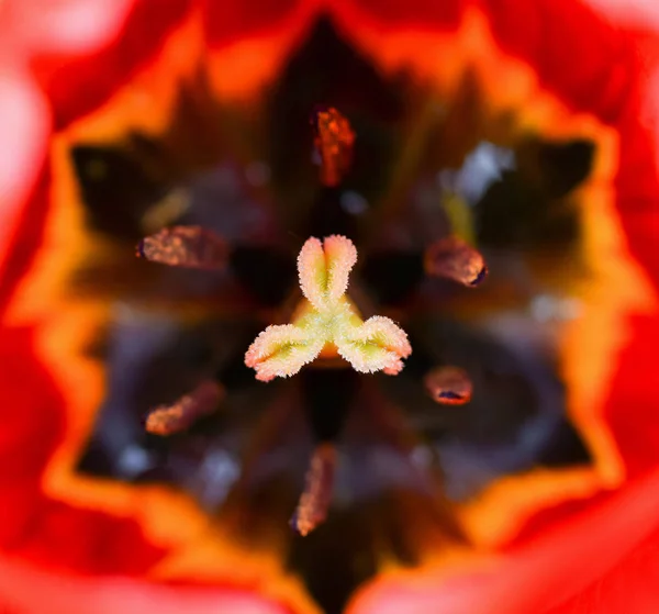 Fiore di tulipano vicino. Macro foto della parte centrale del fiore di tulipano rosso con stami. Primavera sfondo floreale — Foto Stock