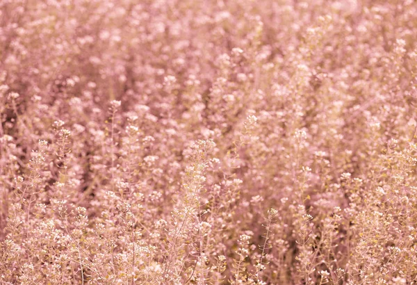 ピンクの春の草原や野原を咲かせます。入札ばねの背景 — ストック写真