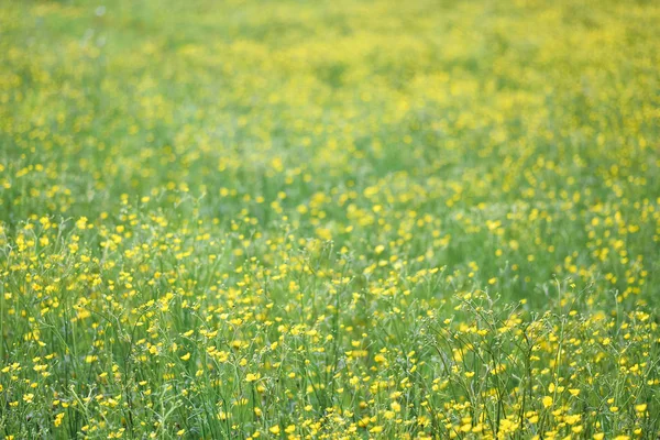 Blühende Frühlingswiese oder Feld. zarter Frühlingshintergrund — Stockfoto