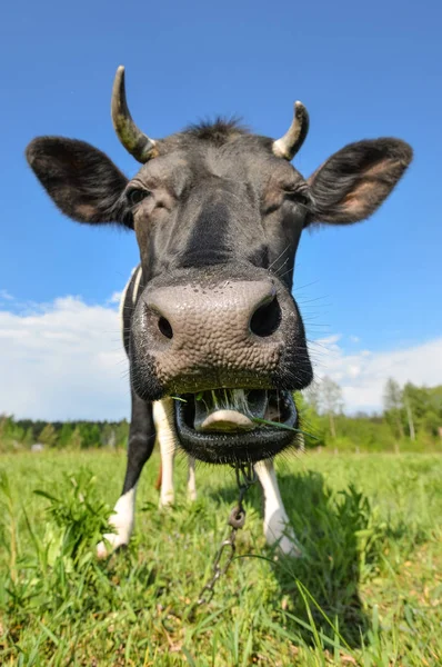 Le portrait de vache avec un gros museau sur le fond de champ vert. Animaux de ferme . — Photo