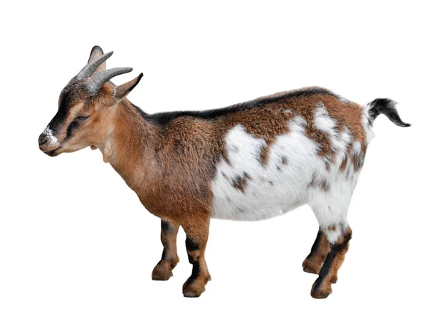 Geit staande volledige lengte geïsoleerd op wit. Grappige witte en bruine vrouwelijke geit close up. Landbouwhuisdieren. — Stockfoto