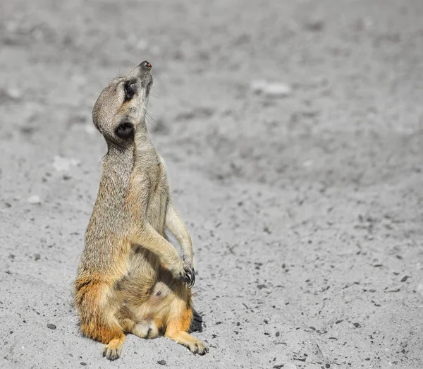 Muy divertido Meerkat Manor se sienta en un claro en el zoológico y borroso bokeh. Meerkat o suricate de cerca . — Foto de Stock