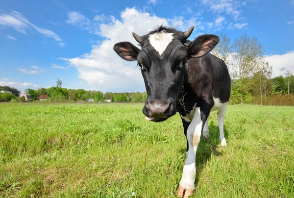 Tehén legelésző a pályán, és keresi a kamerát. Fekete-fehér fiatal tehén legeltetett a legelőn. — Stock Fotó