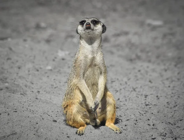 Muy divertido Meerkat Manor se sienta en un claro en el zoológico y borroso bokeh. Meerkat o suricate mirando en cámara. Meerkat de cerca . — Foto de Stock