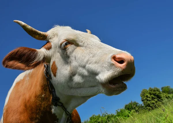 Portret van jonge rode en witte bonte koe. Koe snuit close-up. Koeien grazen in de boerderij weide — Stockfoto
