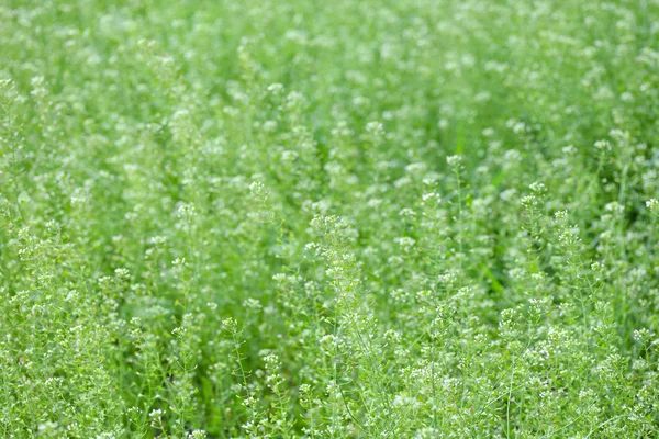 咲く春の牧草地または野原. — ストック写真