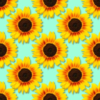 Ayçiçeği sorunsuz arka plan. Mavi arka plan üzerinde parlak sarı ayçiçeği. Çiçek desenli.