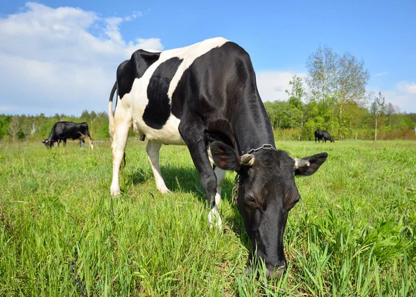 Het portret van koe met grote snuit op de achtergrond van groen veld. Landbouwhuisdieren. — Stockfoto