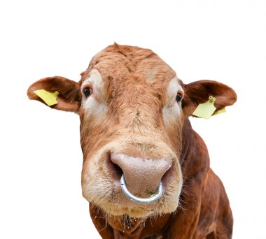 Burun halkası beyaz izole boğa portresi. Güzel büyük kahverengi boğa yakın. Çiftlik hayvanları. Sığır sığır beyaz izole.