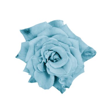 Güzel gül yakın. İhale gül kafası izole. Bahçe çiçekleri. Derin odaklanma. Üstte görüntü.