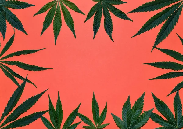Cânhamo ou maconha deixa quadro. Moldura quadrada floral feita de folhas de cannabis em fundo brilhante. Vista superior, deitado plano. Modelo ou mock up . — Fotografia de Stock
