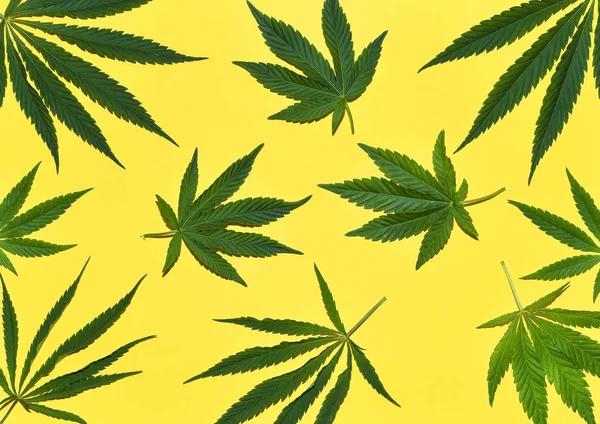 Konopná nebo Cannabis zanechává vzorek s odstíny. Uzavření čerstvých Konopových listů na žlutém pozadí — Stock fotografie