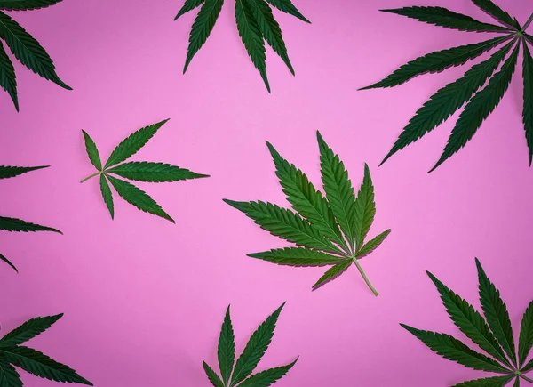 Padrão de folhas de cânhamo ou cannabis com tons. Close up de folhas frescas de Cannabis no fundo rosa. Vista superior, flat lay . — Fotografia de Stock