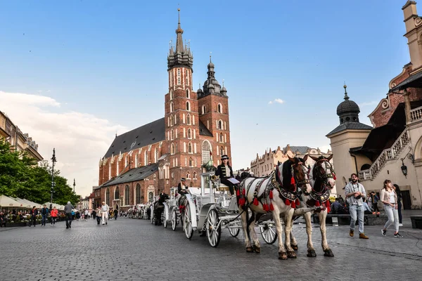 Przewóz koni na głównym placu w Krakowie w letni dzień, Polska. Dwa konie w staromodnym autokarem przed Bazyliką Najświętszej Maryi Panny — Zdjęcie stockowe