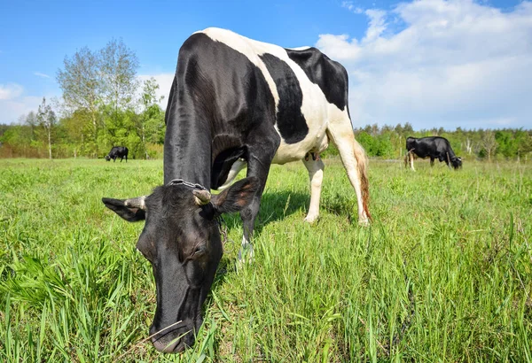 一群牛在草地上吃草 — 图库照片