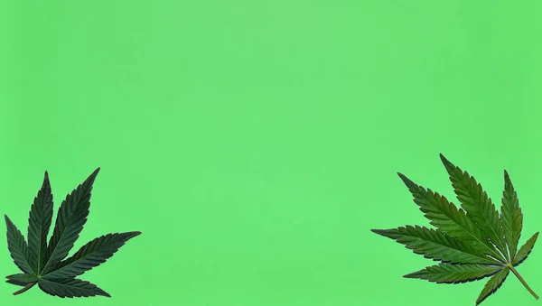 Hemp or cannabis leaves bright background. Top view, flat lay. Template or mock up. — Stock Photo, Image