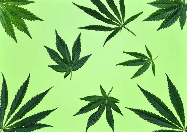 Hampa eller cannabisblad mönster med nyanser. Närbild av färska cannabis blad på grön bakgrund. Övre vy, Flat Lay. — Stockfoto