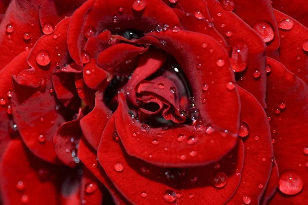 빨간 장미 꽃 머리 클로즈업. — 스톡 사진