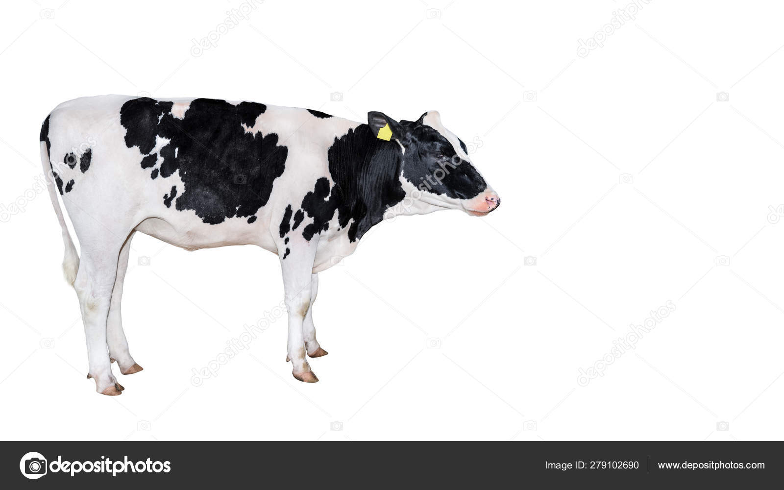 Pezuñas de vaca fotos de stock, imágenes de Pezuñas de vaca sin royalties |  Depositphotos
