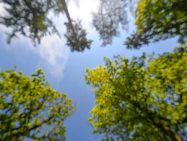 Gökyüzünü ortada çerçeveleyen uzun ağaçların fotoğrafı. Parlak yeşil ağaç mavi gökyüzü arka plan dikey tepesinde. Orman ağaçları mavi gökyüzünde dikey üstleri. Aşağıdan orman görünümü. — Stok fotoğraf