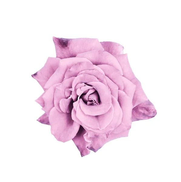 Bella rosa da vicino. Tenera testa di rosa isolata. Fiori da giardino. Concentrati. Vista dall'alto . — Foto Stock