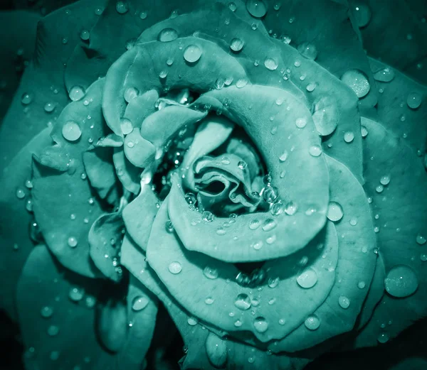 Cabeza de flor rosa de cerca. Rosa con gotas de agua. Vista superior, enfoque profundo . —  Fotos de Stock