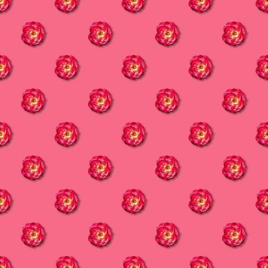 Asma kırmızı gül dikişsiz desen. Üst te. Düz yatıyordu. Çiçek deseni