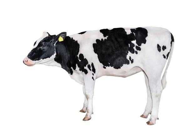 Spotted black and white cow full length isolated on white. Cow close up. Farm animal — Stock Photo, Image