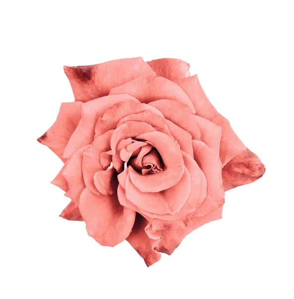 Bella rosa da vicino. Tenera testa di rosa isolata. Fiori da giardino. Concentrati. Vista dall'alto . — Foto Stock