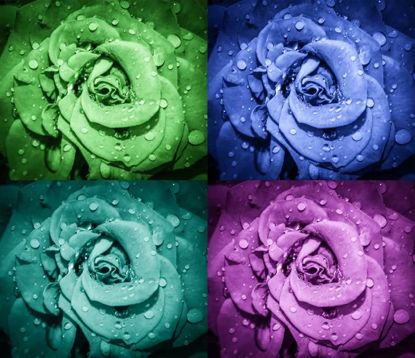 Rosa flores collage . —  Fotos de Stock