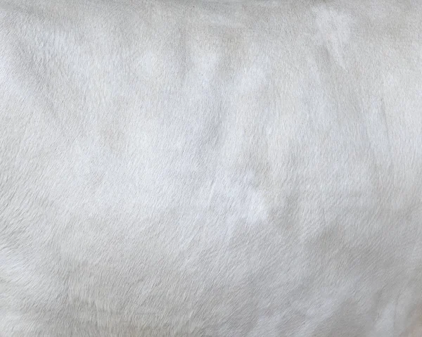 Peau de vache aux cheveux blancs - véritable fourrure naturelle, espace libre pour le texte. Gros plan sur le cuir de vache. Texture d'un manteau de vache blanche. Fond de fourrure blanche . — Photo